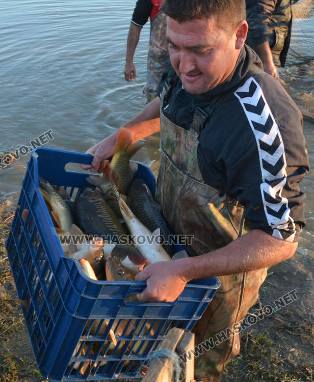 Рибата в язовирите в Хасковско малко, шаранът скочи с лев преди Никулден