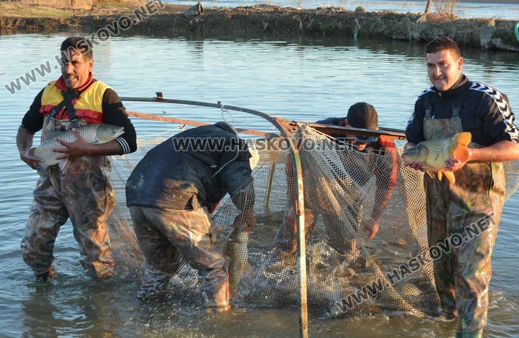Рибата в язовирите в Хасковско малко, шаранът скочи с лев преди Никулден