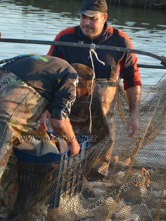 Рибата в язовирите в Хасковско малко, шаранът скочи с лев преди Никулден