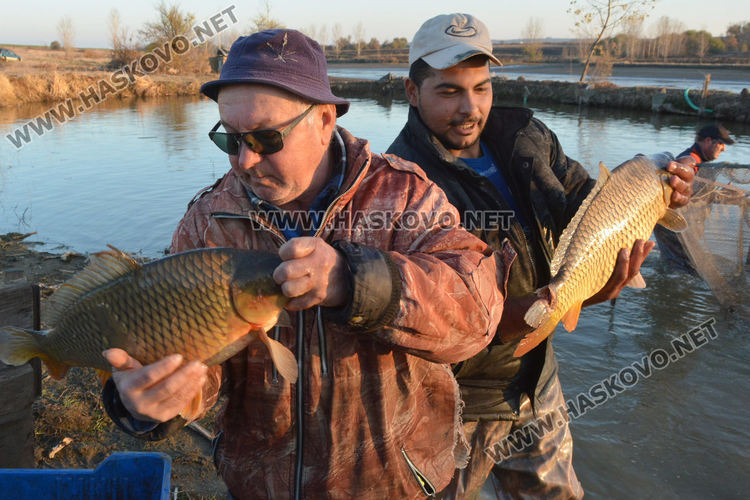 Рибата в язовирите в Хасковско малко, шаранът скочи с лев преди Никулден