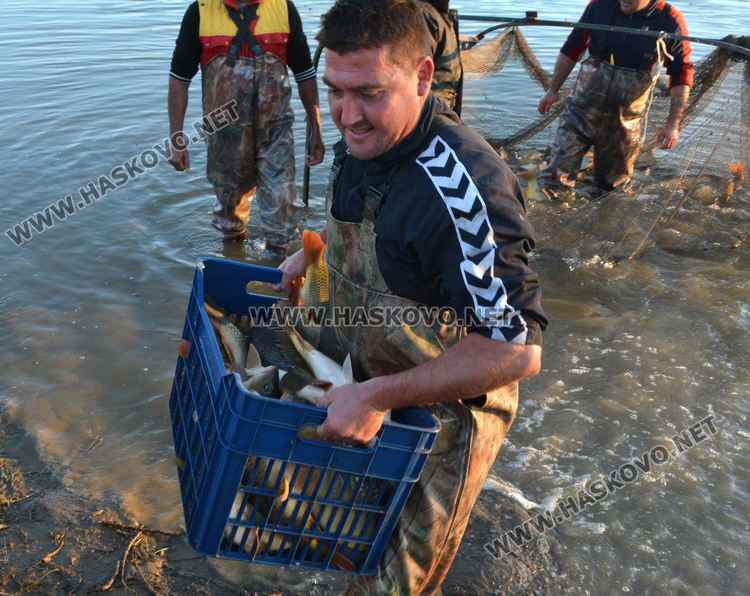 Рибата в язовирите в Хасковско малко, шаранът скочи с лев преди Никулден