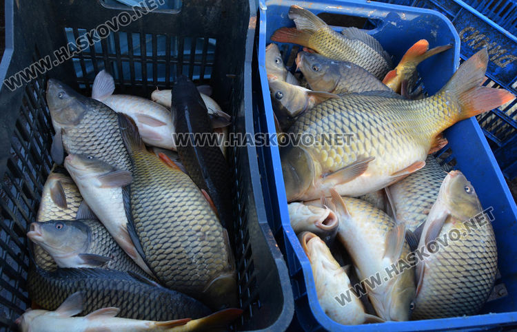 Рибата в язовирите в Хасковско малко, шаранът скочи с лев преди Никулден