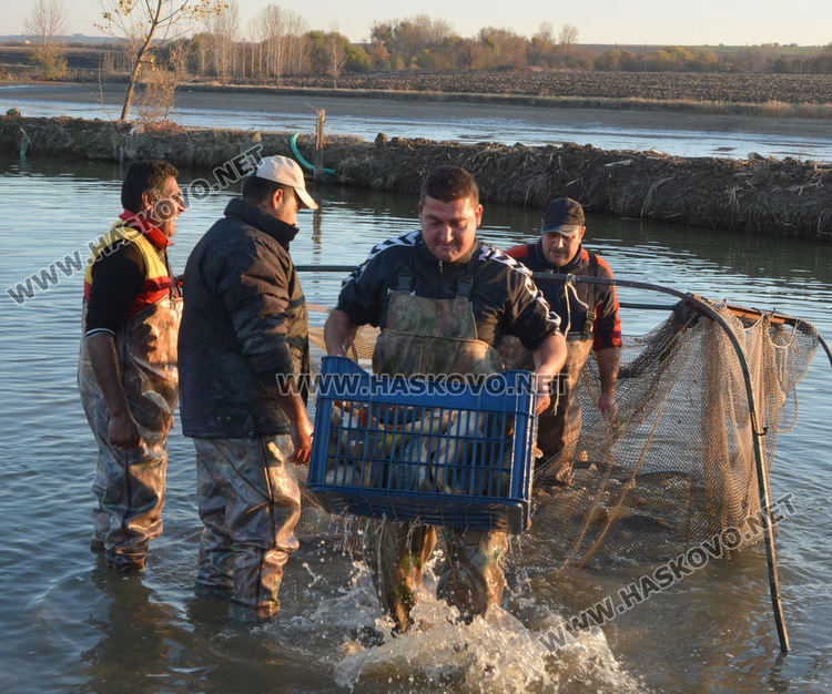 Рибата в язовирите в Хасковско малко, шаранът скочи с лев преди Никулден