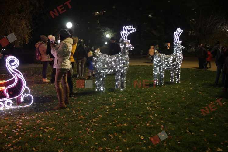 Грейнаха светлините на най-голямото живо Коледно дърво