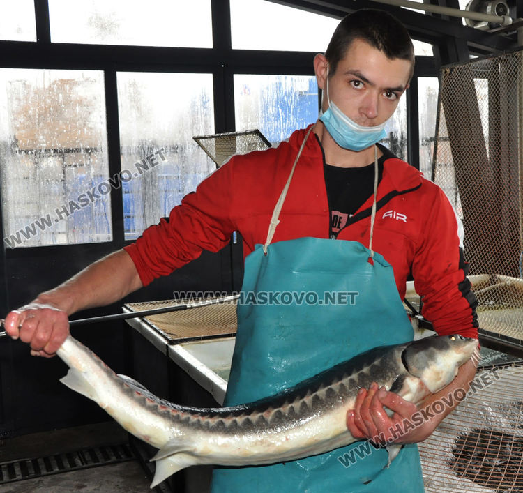 Усилено търсене на риба в хасковските магазини преди Никулден