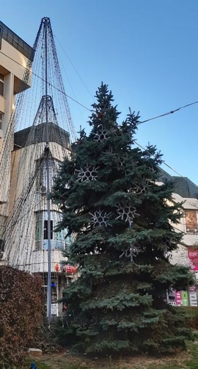 Запалват светлините на коледната елха в Асеновград