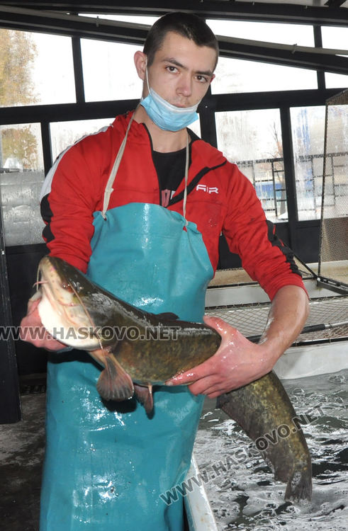 Усилено търсене на риба в хасковските магазини преди Никулден