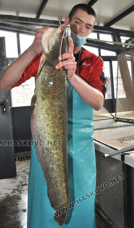 Усилено търсене на риба в хасковските магазини преди Никулден