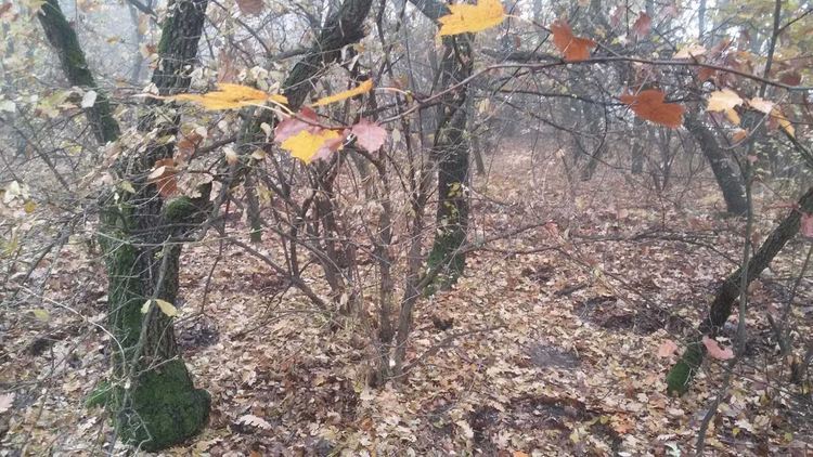 Разчистеният терен