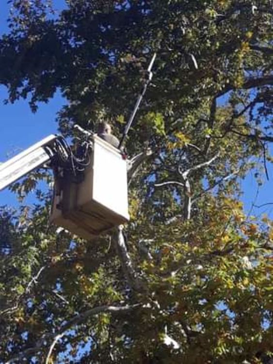 Община Смолян се погрижи за вековния Чинар, повреден от бурния вятър през октомври