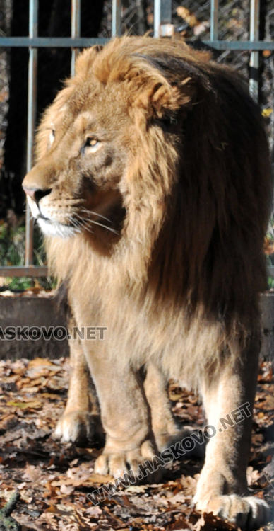 Двойно меню за първия рожден ден на лъвчетата в Хасковския зоопарк