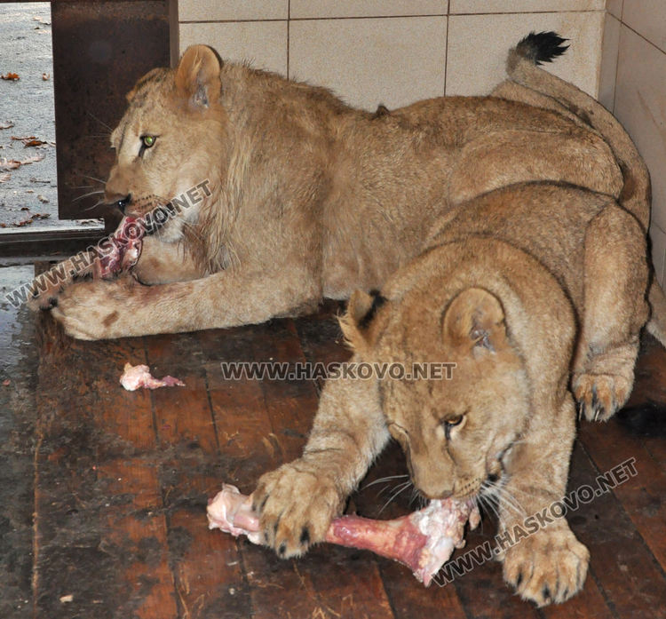 Дими и Маша навършиха една годинка