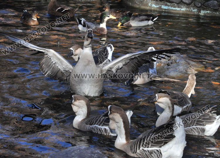 Двойно меню за първия рожден ден на лъвчетата в Хасковския зоопарк