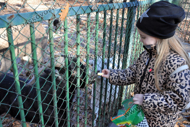 Двойно меню за първия рожден ден на лъвчетата в Хасковския зоопарк