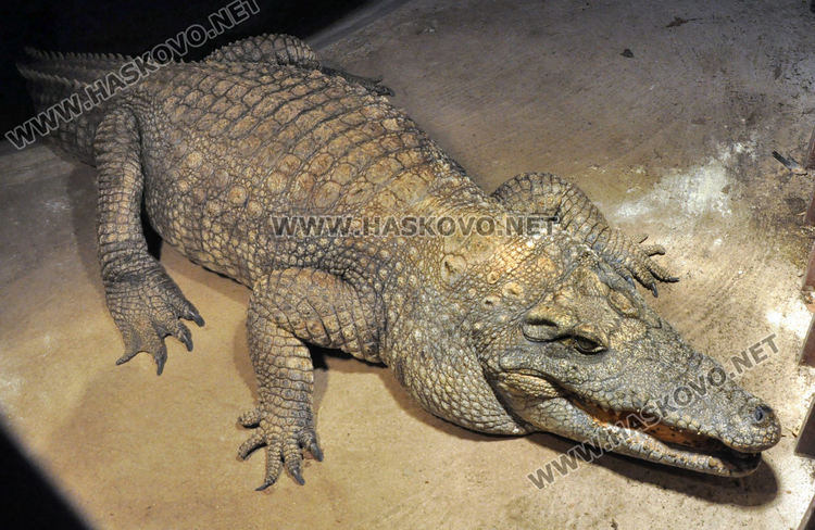 Двойно меню за първия рожден ден на лъвчетата в Хасковския зоопарк