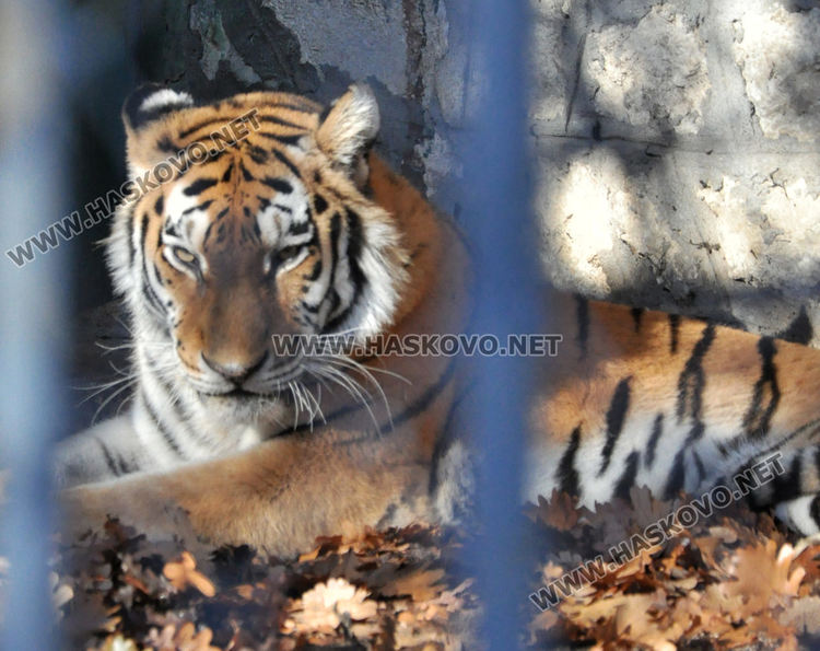 Двойно меню за първия рожден ден на лъвчетата в Хасковския зоопарк