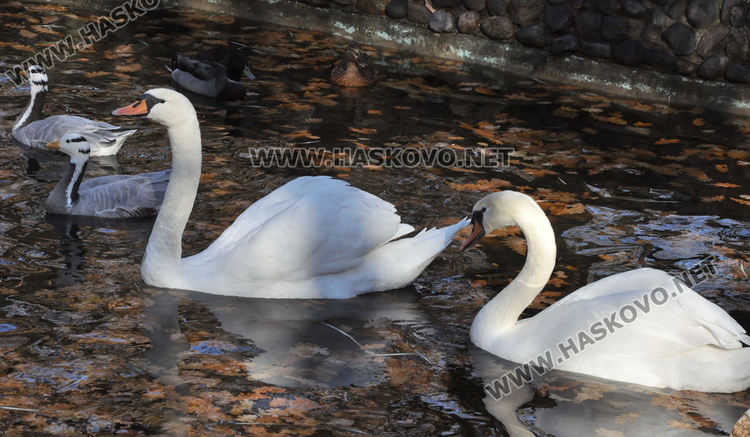 Двойно меню за първия рожден ден на лъвчетата в Хасковския зоопарк