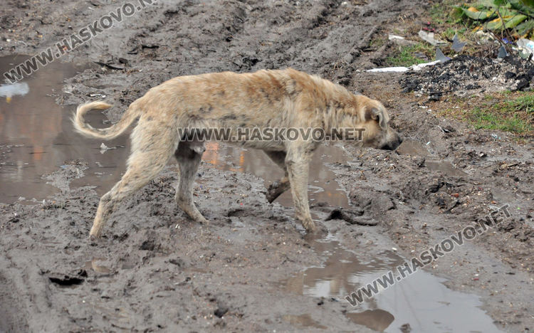 Разчистват дерето в „Република“, вадят по над 20 тона отпадъци дневно