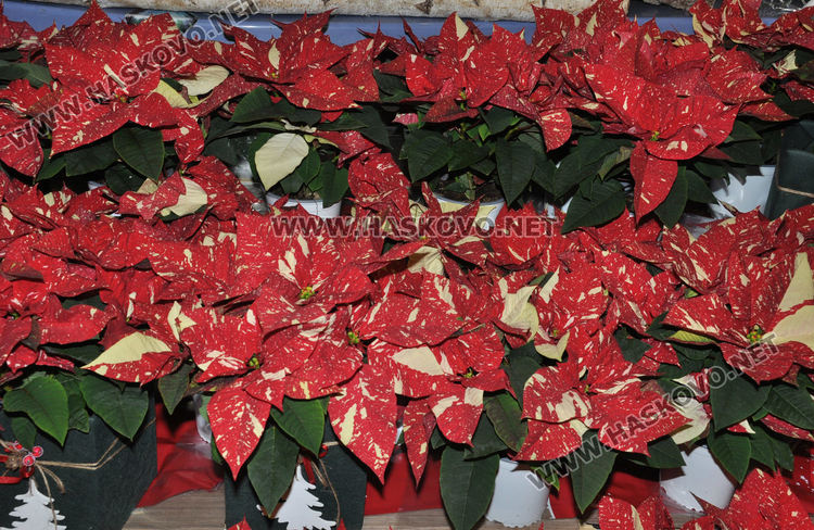 Коледната звезда –каприз, красота и усещане за надежда