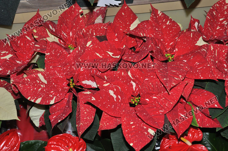 Коледната звезда –каприз, красота и усещане за надежда