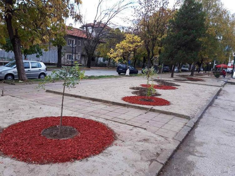 За 10 хиляди лева посадиха цветя в Златоград