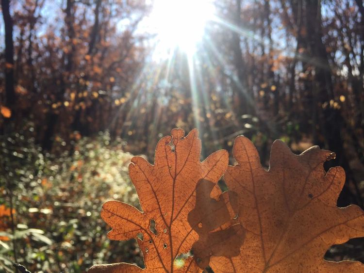 Облачно време, без валежи
