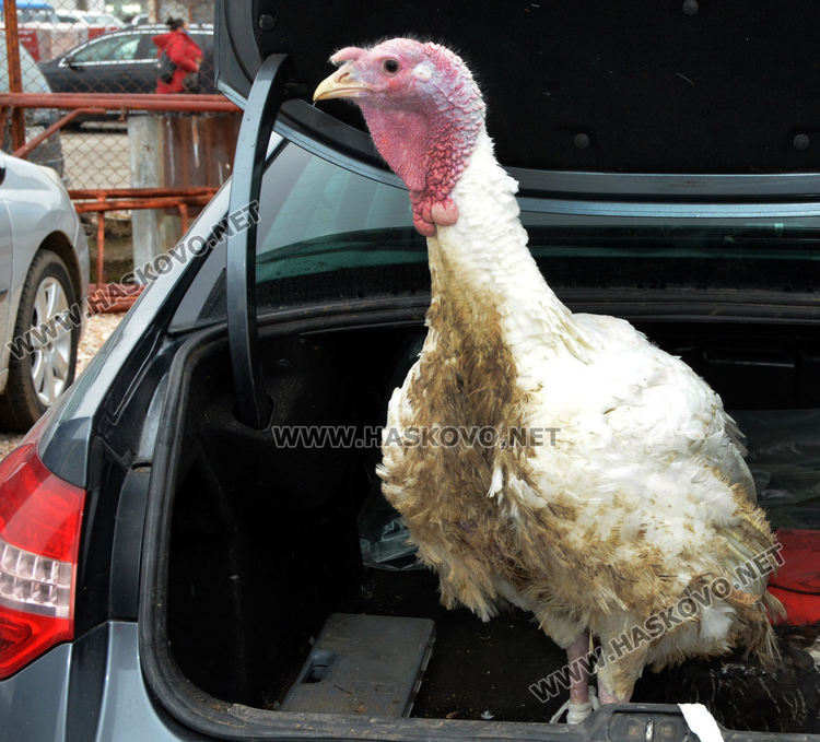 Пуйки по 20 килограма на пазара за Коледа