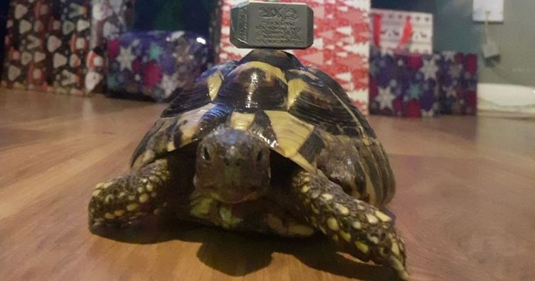 Дребна костенурка "видя сметката" на близо двуметрова елха