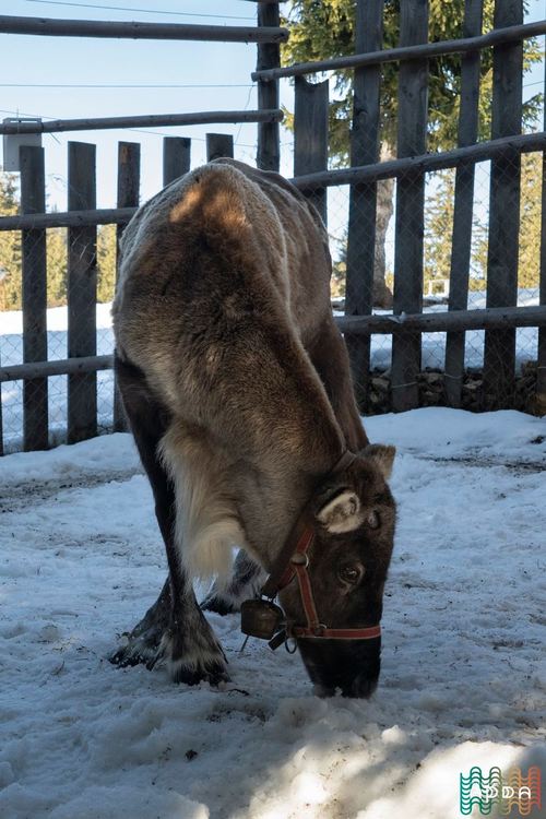 Защо северният елен Рудолф е без рога?