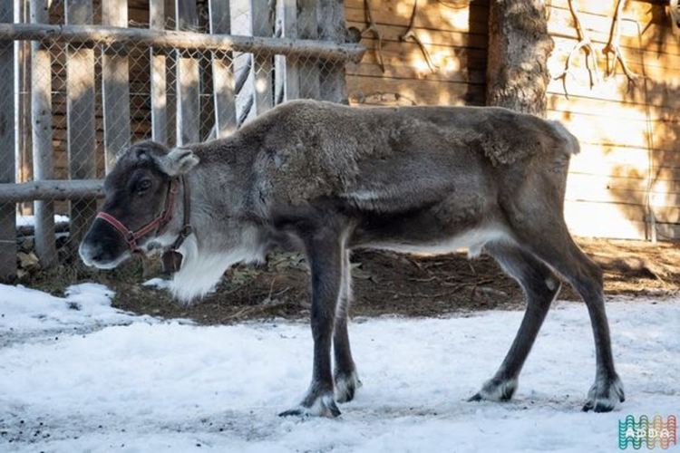 Защо северният елен Рудолф е без рога?