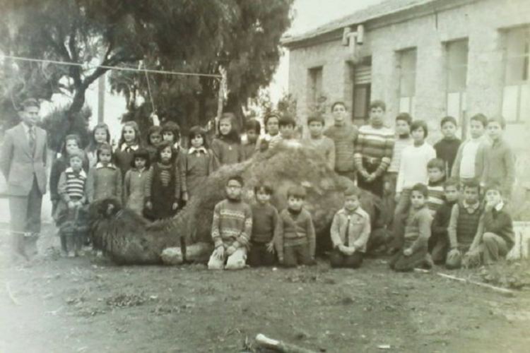 Какво се случи с камилите в Северна Гърция?  