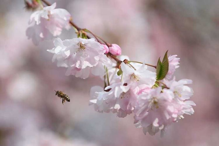 Дърветата в Истанбул цъфнаха, страната преминава в друга климатична зона