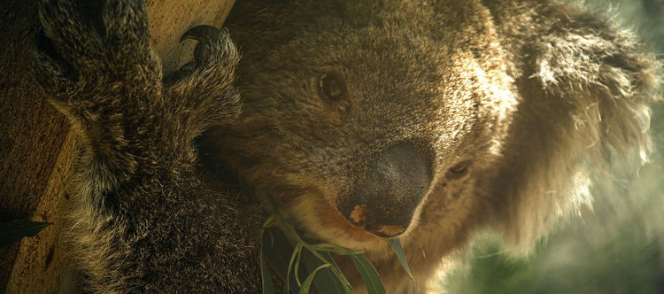 Кучето Беър, което спасява коали - по Viasat Nature