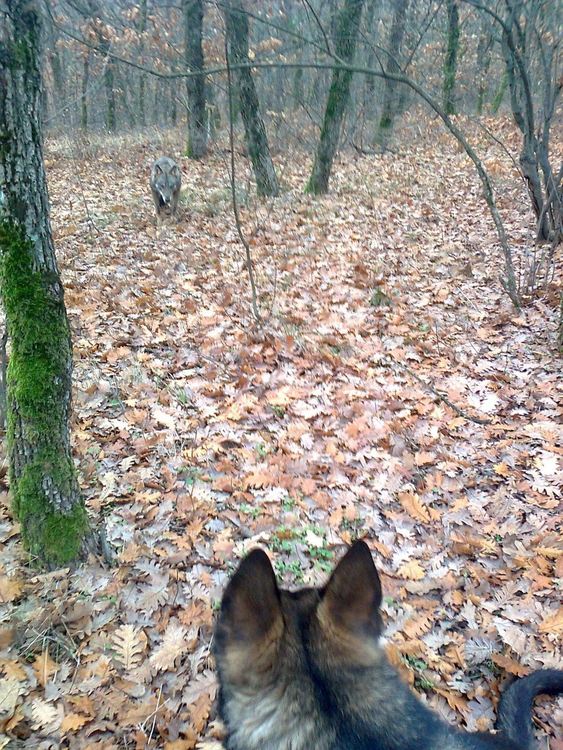 снимка: Николай Терзиев