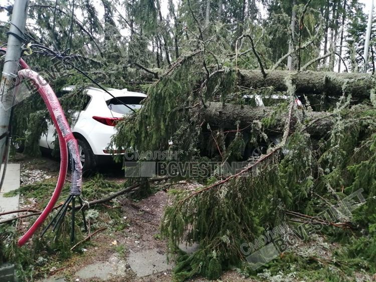 Два дни аварийни екипи чистят дървета, съборени от пороите и вятъра