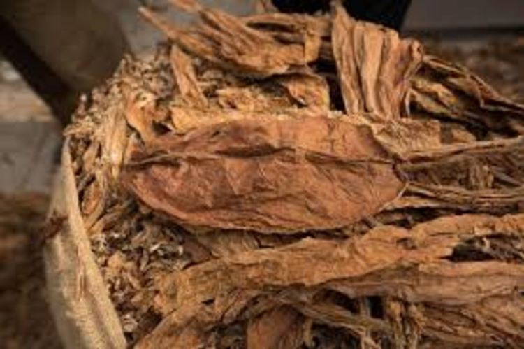 Приключва изкупуването на тютюна