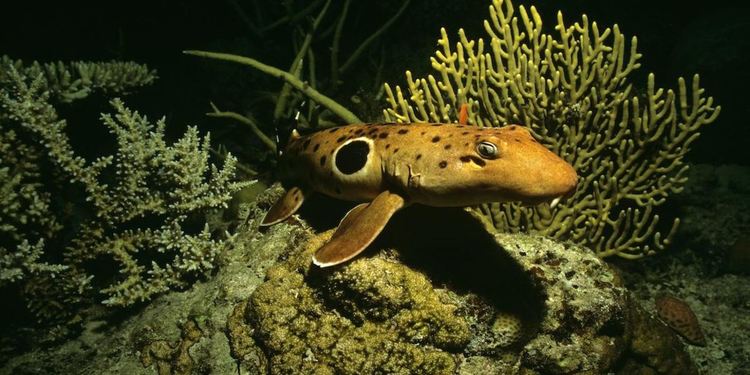 Океаните се затоплили рекордно, нивото се вдига с метър до края на века