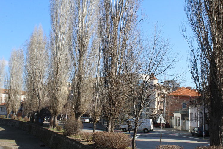 Затварят част от булевард „България“ на 18 януари заради резитбата на тополите