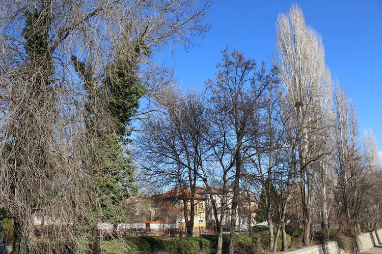 Затварят част от булевард „България“ на 18 януари заради резитбата на тополите