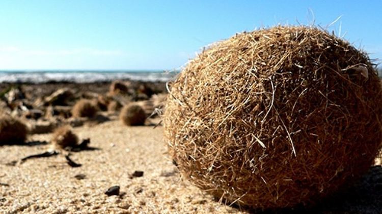 Морската трева "запечатва" пластмасовите частици в Средиземно море