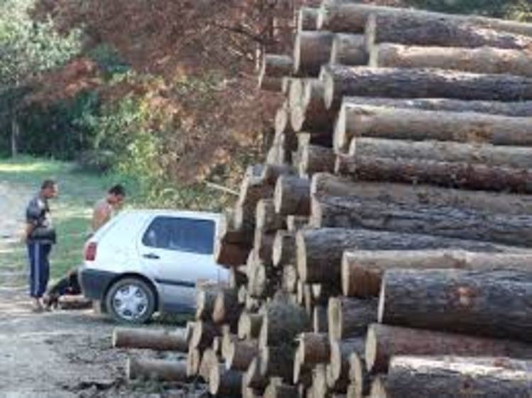 Засякоха незаконен добив на дървесина при Пашинци