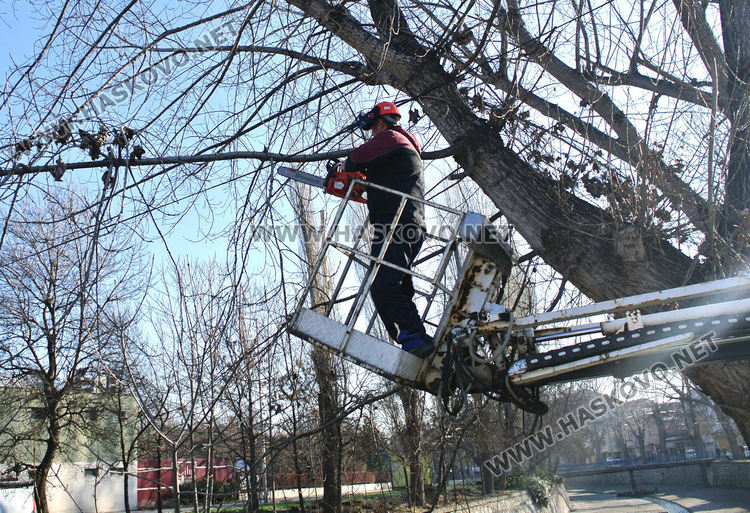 Започна резитбата на тополите, затвориха част от булеварда край реката