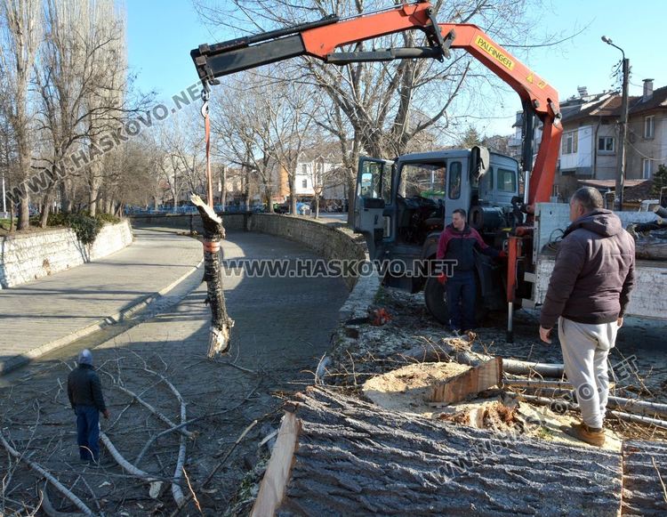 Започна резитбата на тополите, затвориха част от булеварда край реката