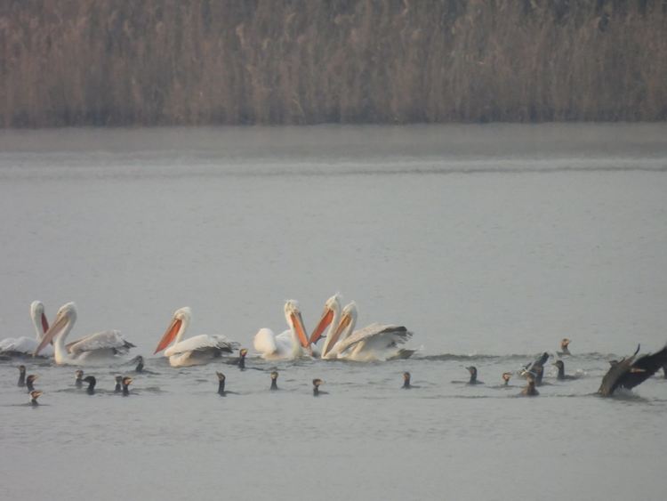 сн: Владимир Трифонов 