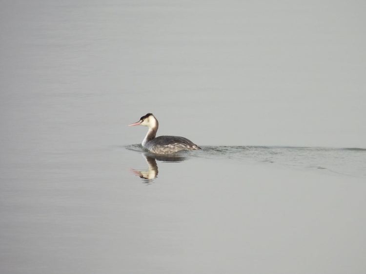 сн: Владимир Трифонов 