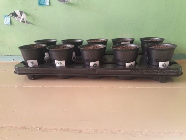 В училището в село Грохотно си засадиха гора, децата ще се грижат за нея