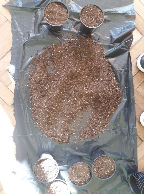 В училището в село Грохотно си засадиха гора, децата ще се грижат за нея