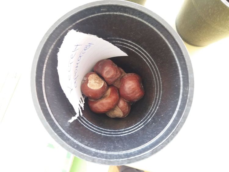 В училището в село Грохотно си засадиха гора, децата ще се грижат за нея