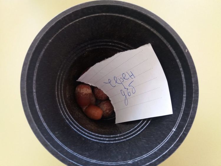 В училището в село Грохотно си засадиха гора, децата ще се грижат за нея