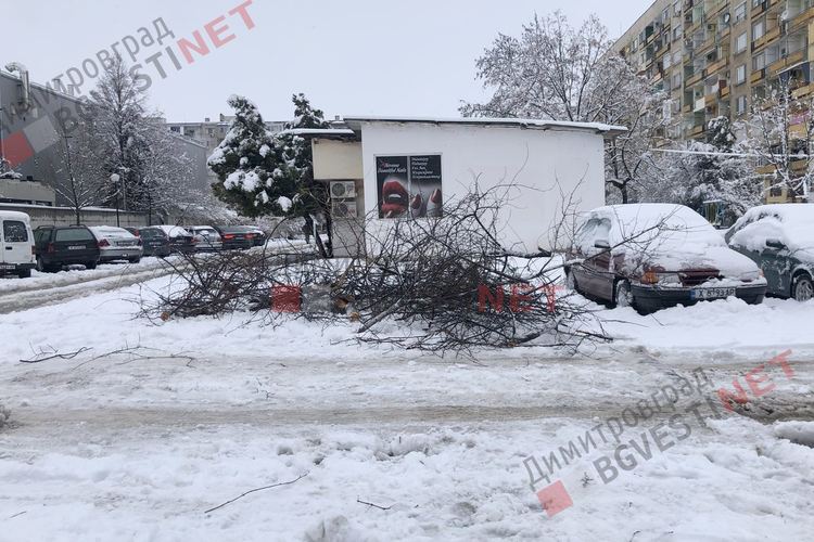 Първият сняг събори дървета, уличен стълб и прекъсна тока в част от Димитровград и общината
